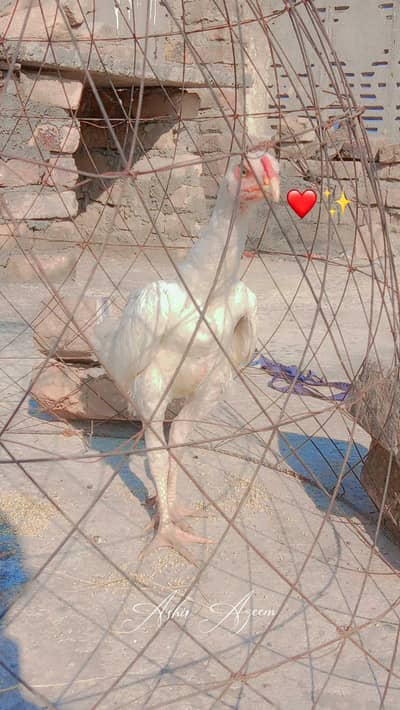 for sale aseel murga