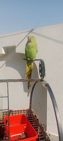 hand tamed learning age long tail