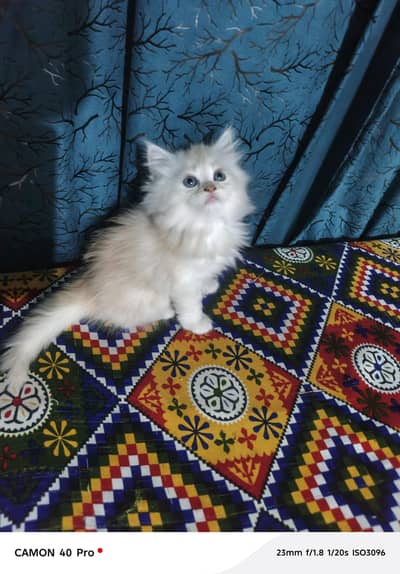 Persian Kittens / Cats For Sell