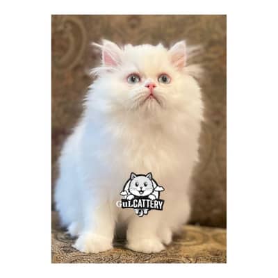 Persian British punch face piki face kitten cat available