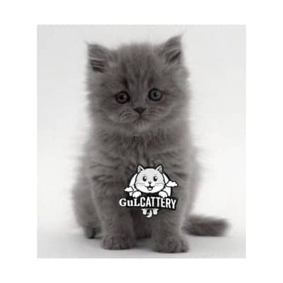 Persian British punch face piki face kitten cat available