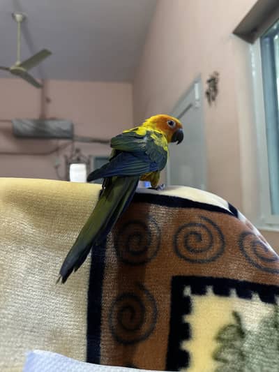 Full fly tame and hand tame high red factor sun conure