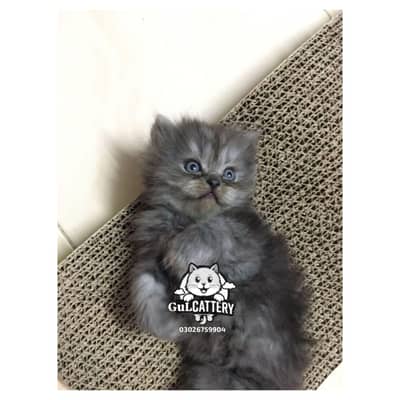 Persian British punch face piki face kitten cat available