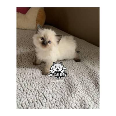 Persian British punch face piki face kitten cat available