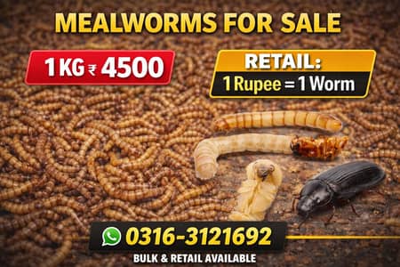 Live Mealworms for Sale | Bulk & Retail | Premium Quality