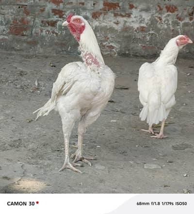 Pure heera aseel pair