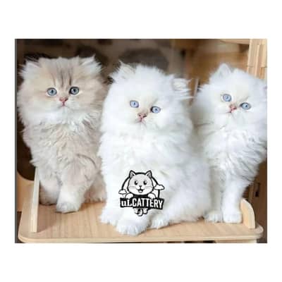 Persian British punch face piki face kitten cat available