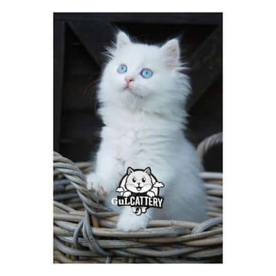 Persian British punch face piki face kitten cat available