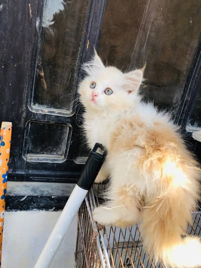 kitten cat available for sale