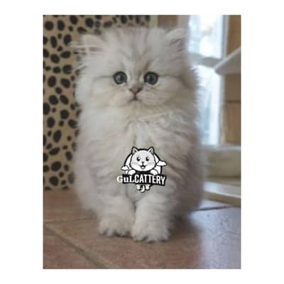 Persian British punch face piki face kitten cat available