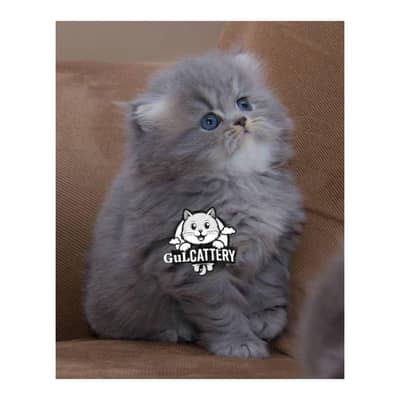 Persian British punch face piki face kitten cat available