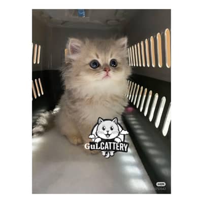 Persian British punch face piki face kitten cat available