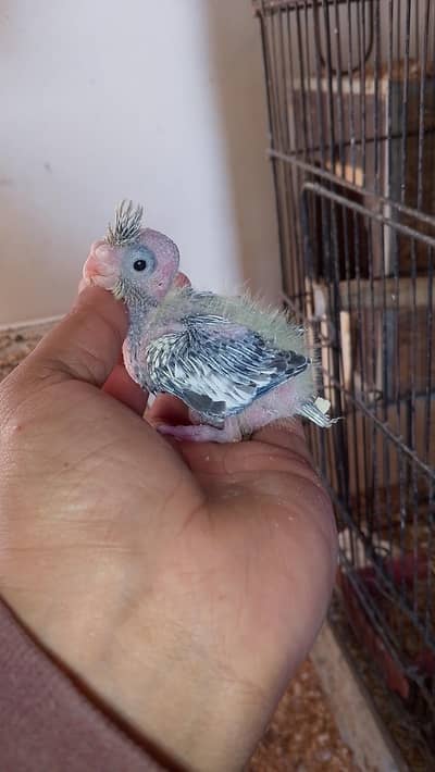 love birds or cocktail chicks for sale read full ad