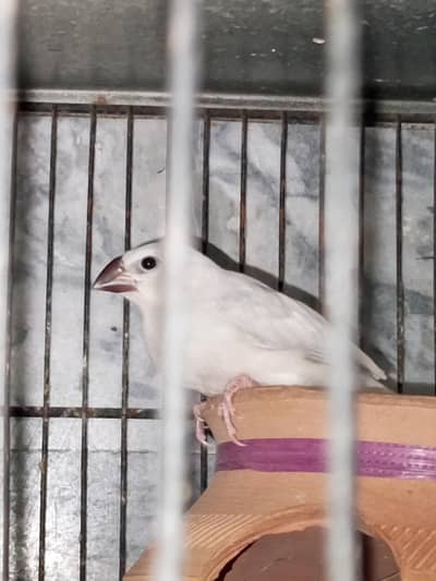 sliver jawa with chicks and white jawa with cage