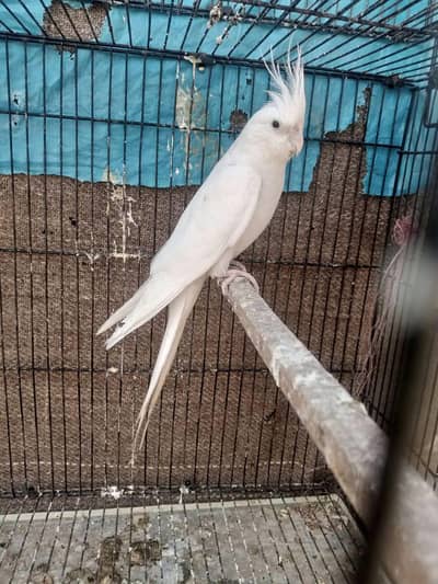 eno red eyes breeders female WhatsApp 03295213115