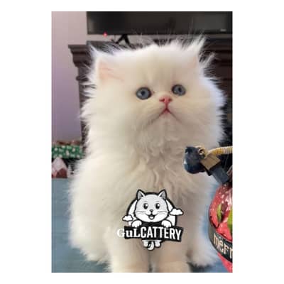 Persian British punch face piki face kitten cat available