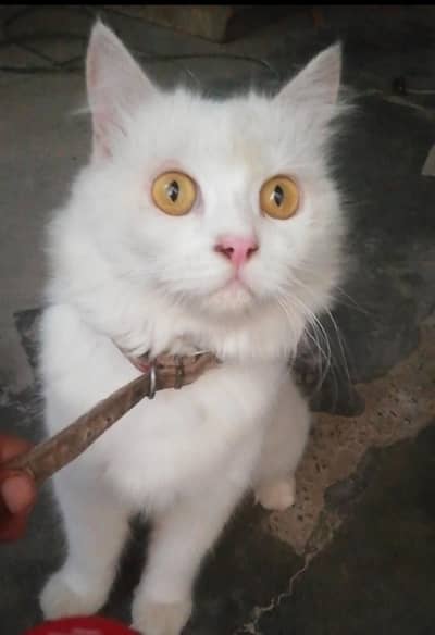 Beautiful White Persian cat for sale