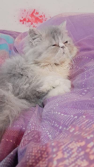 extreme peki male kitten