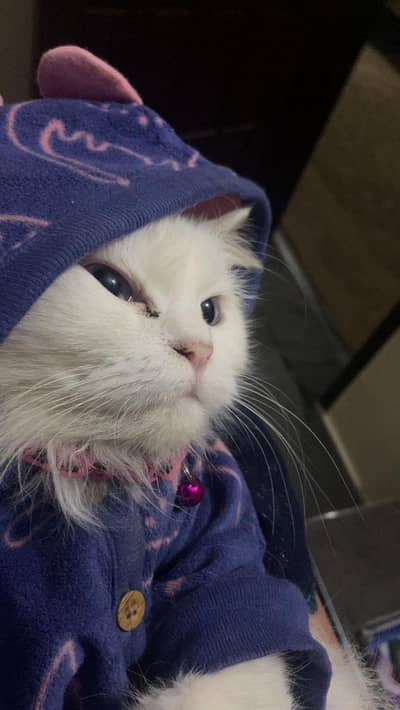 white persian cat for sale