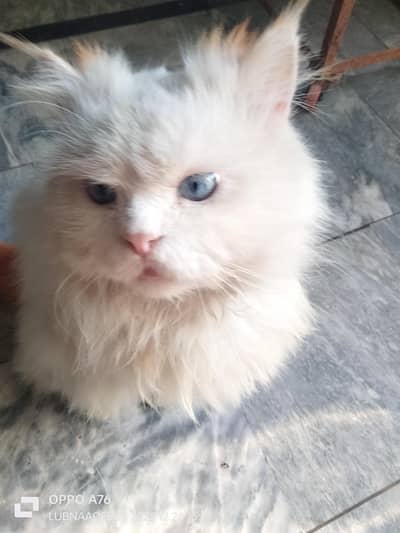 male cat blue eyes
