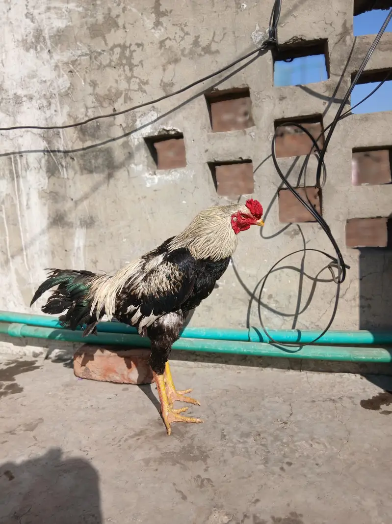 Mianwali aseel breed — photo 2