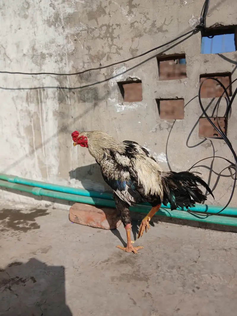 Mianwali aseel breed — photo 4