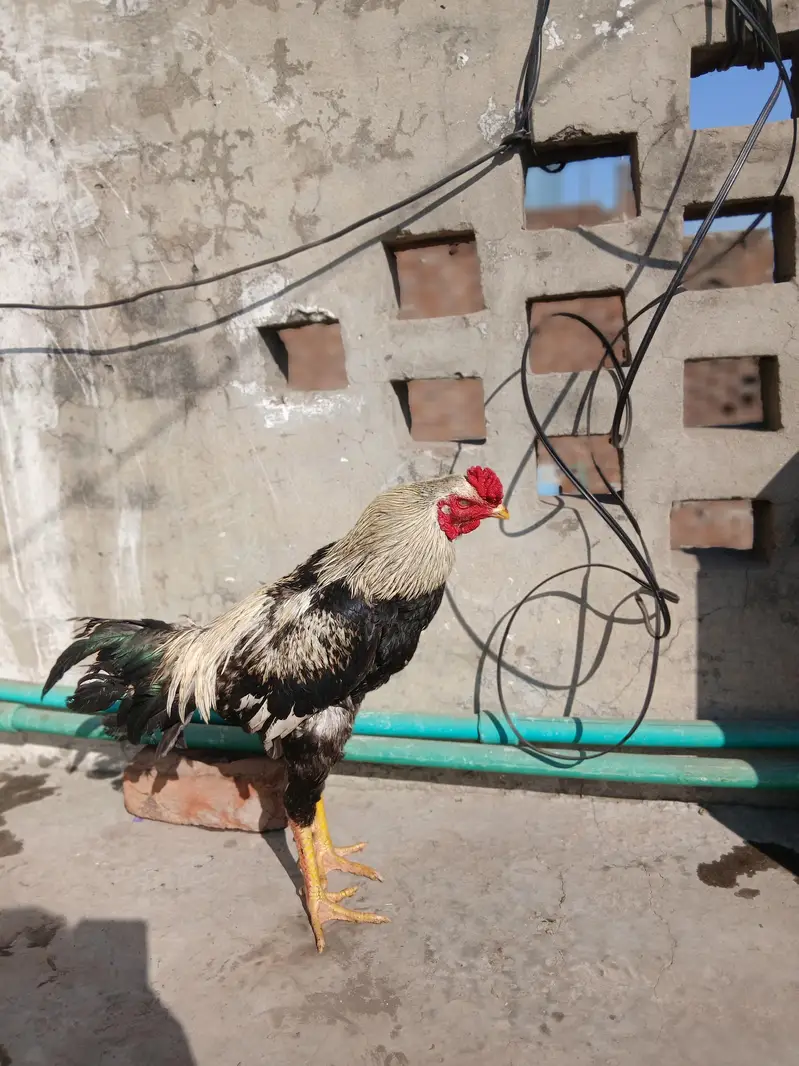 Mianwali aseel breed — photo 5