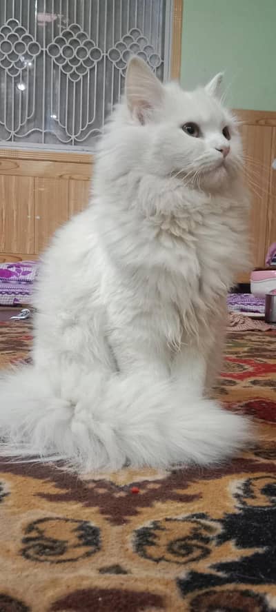 Persian Cat
