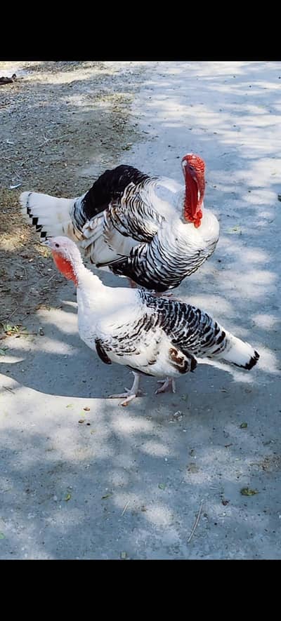 Paied & Blue Turkey fresh fertile eggs