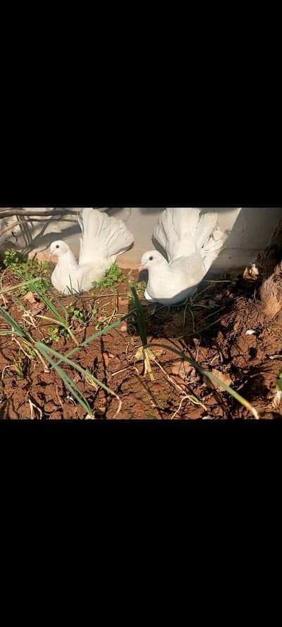 pair of laka pigeons ready to bread