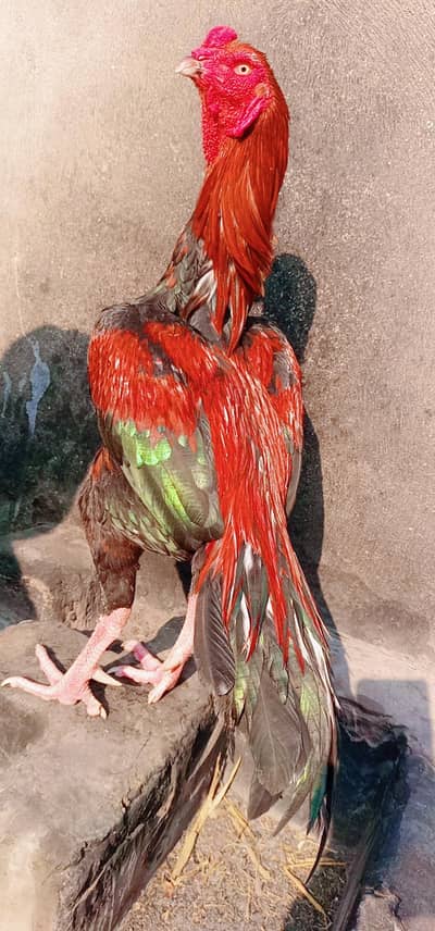 Aseel murgha or madiya