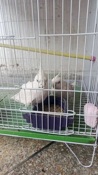 cocktail birds pairr