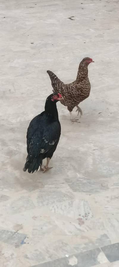 Peshawar white and Lasani