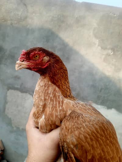 Rati Peli (Amroha cross)