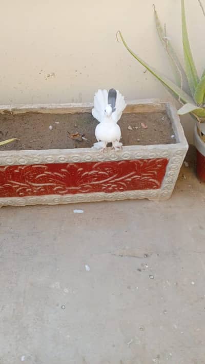 lakay ke female for sale