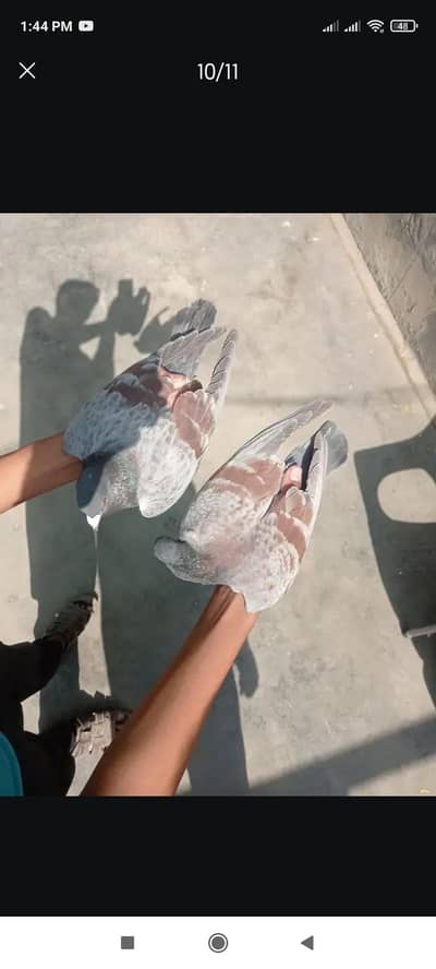 kasni chitta bhabra and lalbnd maqsi lalbnd Maqsi pair 3500   for sale