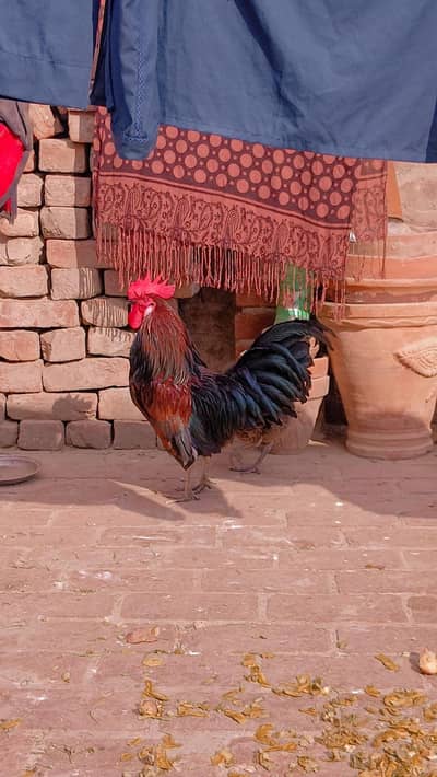 Healthy Desi Murga For Sale  1 Year old