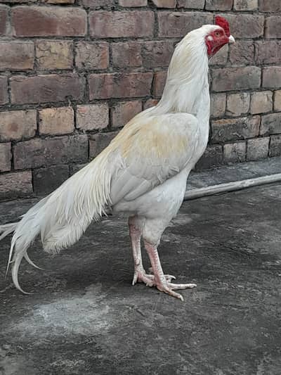 Highe quality bird Aseel miawali Hera