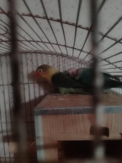 parblue breeder pair