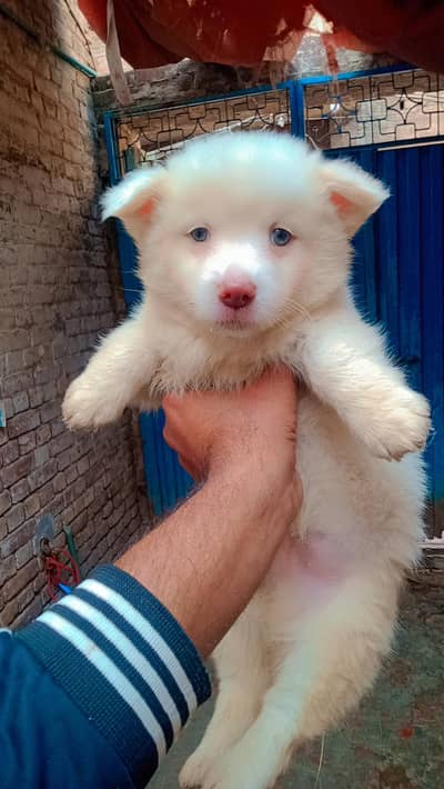 russian Spitz grey eyes