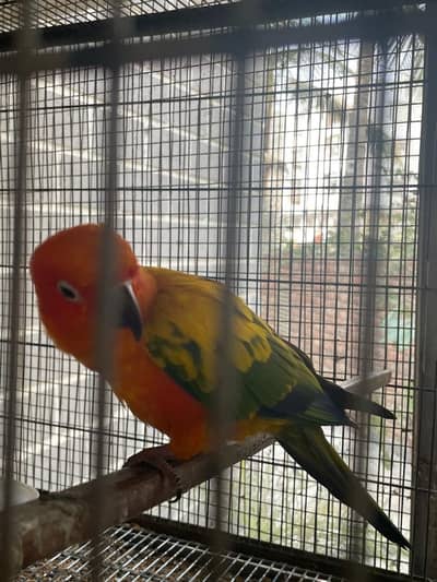 Sun conure and pineapple conure