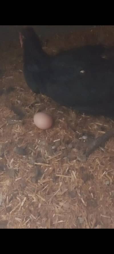 assalamu alaikum pure Thai 2 eggs for sale