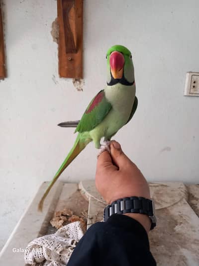 raw parrot talking Fully friendly