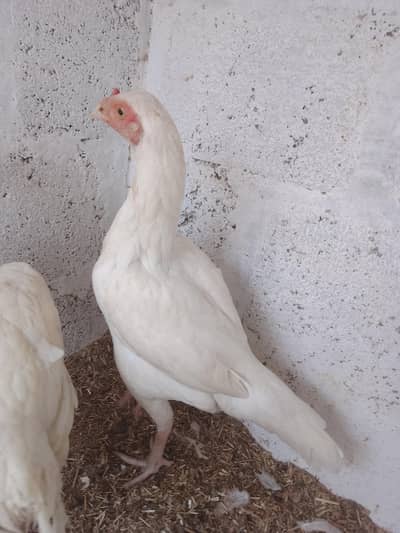 HEERA ASEEL FEMALE MURGHI HIGH QUALITY