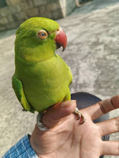 Ring nack parrot for sale