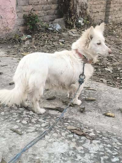 Pink nose Russian Breeder female for exchange