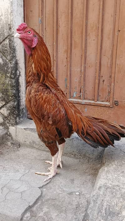 miawali aseel pure quality Bird