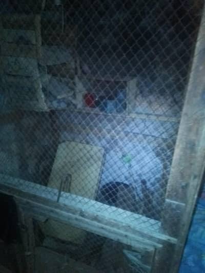 pinjara 6foot unjai ha