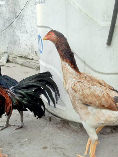 home breed03091548875