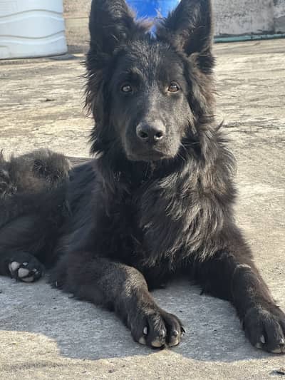 Premium Jet Black German Shepherd | Polish Import | 5 months